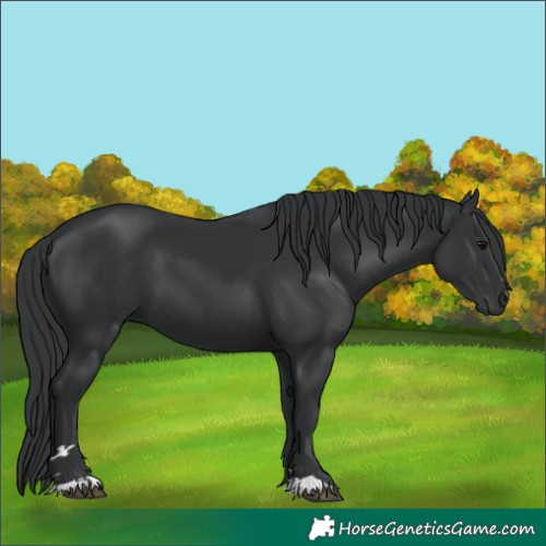 Horse Color:Black 