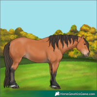 Horse Color:Bay 