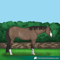 Horse Color:Liver Red Dun Rabicano 