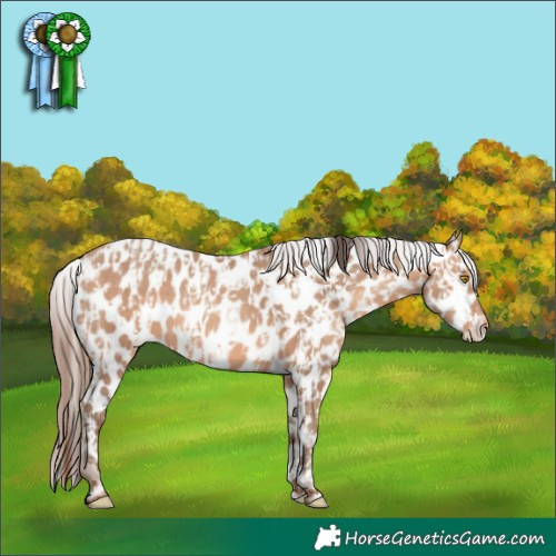 Horse Color:Amber Champagne Appaloosa  and Amber Champagne Appaloosa Rabicano 