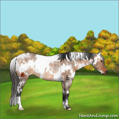 Horse Color:White Spotted Bay Dun Rabicano 