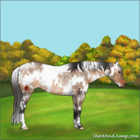 Horse Color:White Spotted Bay Dun Rabicano 