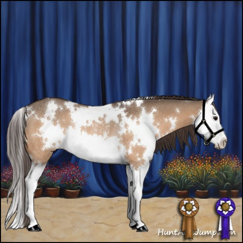 Horse Color:White Spotted Bay Dun Splash Appaloosa Rabicano