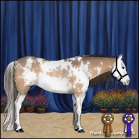 Horse Color:White Spotted Bay Dun Splash Appaloosa Rabicano