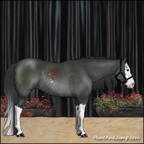 Horse Color:Black Sabino Splash Rabicano 