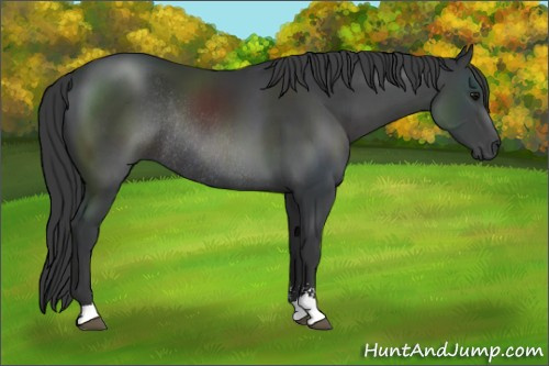 Horse Color:Black Sabino Rabicano
