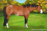 Horse Color:Bay Sabino 
