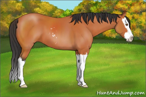 Horse Color:Bay Sabino Splash 