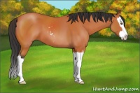 Horse Color:Bay Sabino Splash 