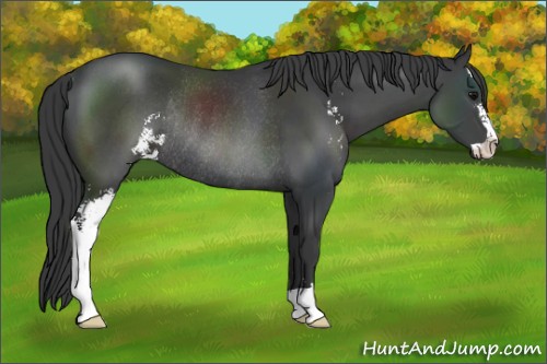 Horse Color:Black Sabino Rabicano 