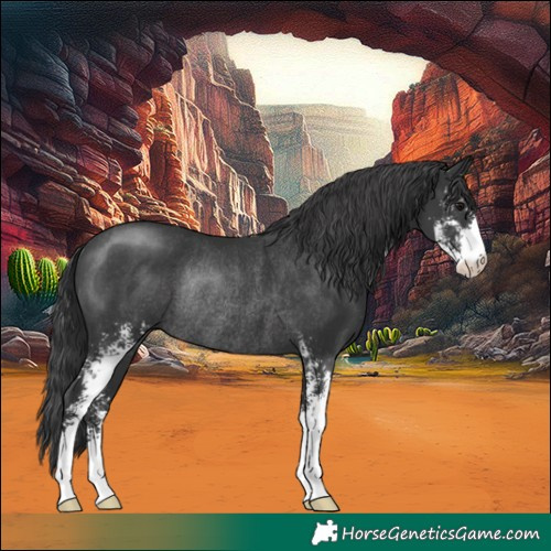 Horse Color:Black Sabino Rabicano