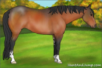 Horse Color:Bay Sabino 