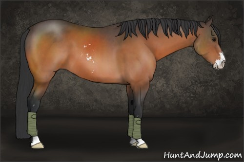 Horse Color:Bay Sabino 