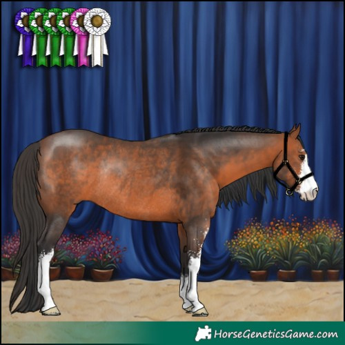 Horse Color:Bay Sabino Rabicano