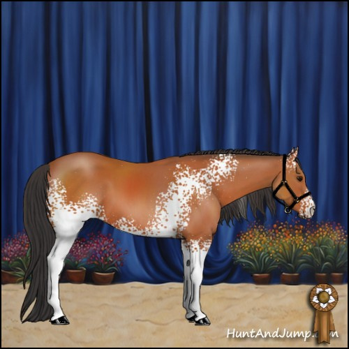 Horse Color:White Spotted Bay 