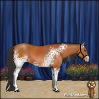 Horse Color:White Spotted Bay 