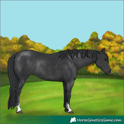 Horse Color:Black Sabino Rabicano 