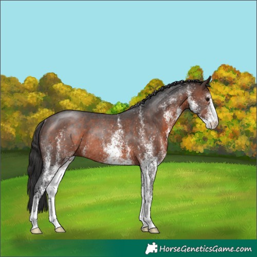 Horse Color:White Spotted Brown Rabicano