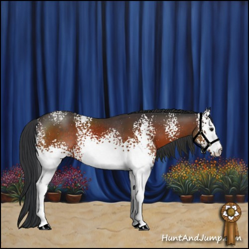 Horse Color:White Spotted Brown Rabicano