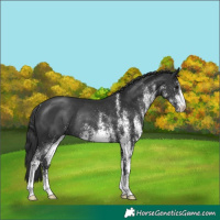 Horse Color:White Spotted Black Rabicano 