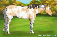 Horse Color:White Spotted Buckskin Rabicano 