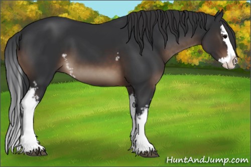 Horse Color:White Spotted Brown Splash