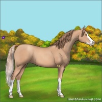 Horse Color:Gold Champagne Splash 