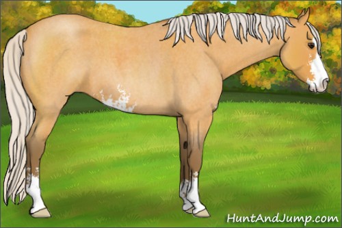 Horse Color:Silver Buckskin Roan Sabino 
