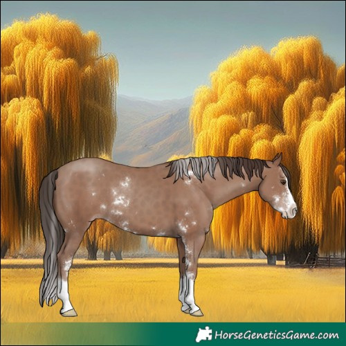 Horse Color:Classic Champagne Sabino Splash 