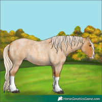Horse Color:Palomino Roan Splash 