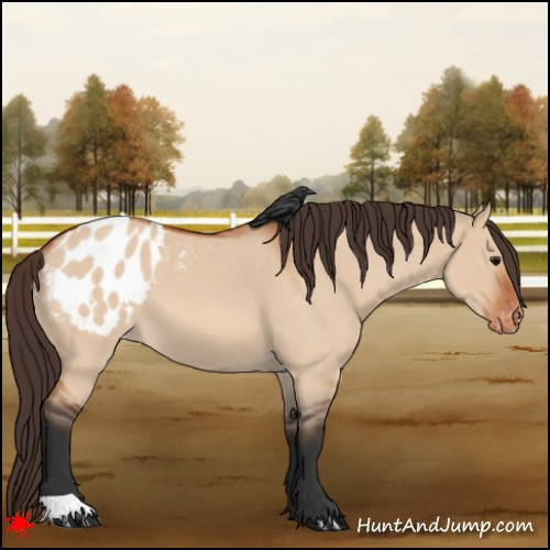 Horse Color:Bay Roan Dun Appaloosa 