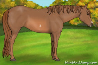 Horse Color:Chestnut Frame 