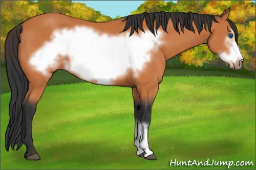 Horse Color:Bay Frame 