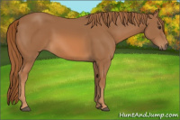 Horse Color:Chestnut Frame 