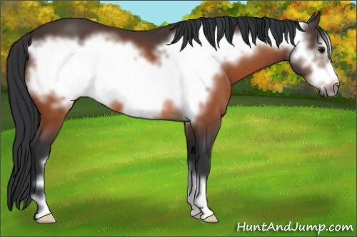 Horse Color:Bay Frame 