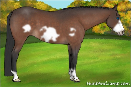 Horse Color:Bay Roan Frame 