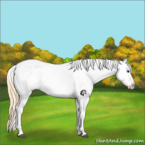 Horse Color:White Spotted Red Dun Appaloosa Rabicano and White Spotted Red Dun Appaloosa Rabicano