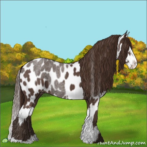 Horse Color:Liver Red Roan Sabino Splash Appaloosa  and Liver Red Roan Sabino Splash Appaloosa 