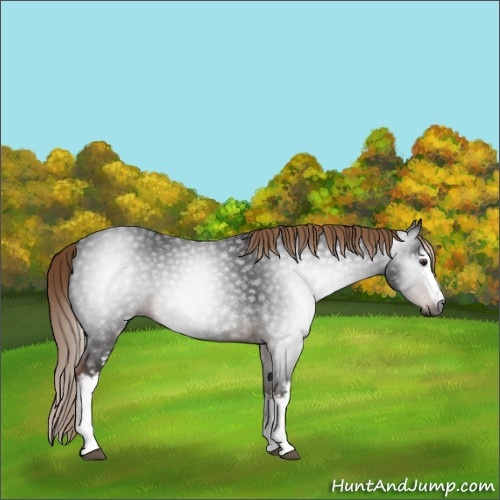 Horse Color:Gray White Spotted Liver Chestnut 