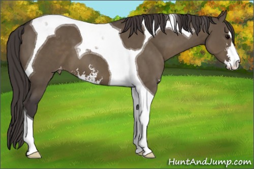 Horse Color:Smoky Grullo Sabino Tobiano Appaloosa 