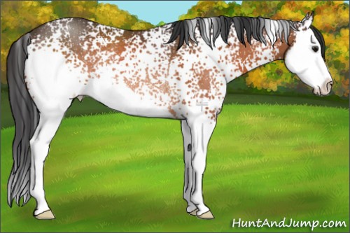 Horse Color:White Spotted Bay Splash Rabicano 