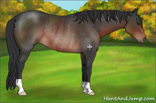 Horse Color:Brown Rabicano 