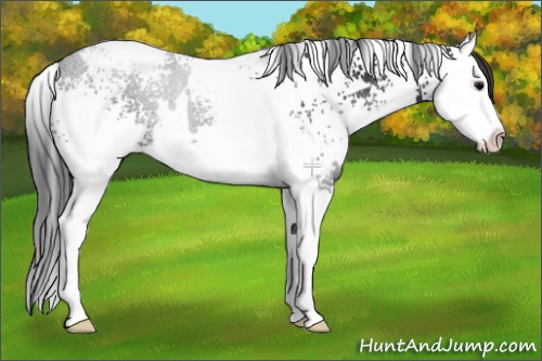 Horse Color:White Spotted Black Splash 