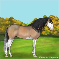 Horse Color:Bay Dun Splash 