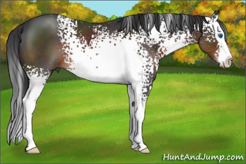 Horse Color:White Spotted Brown Splash 