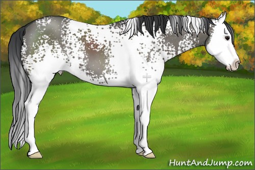 Horse Color:White Spotted Grullo Sabino Splash 