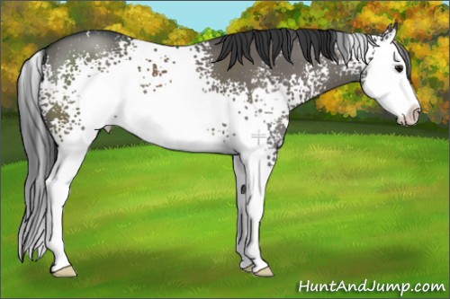 Horse Color:White Spotted Grullo Splash 