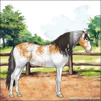 Horse Color:White Spotted Buckskin Rabicano 