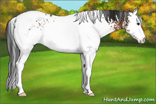 Horse Color:White Spotted Brown 