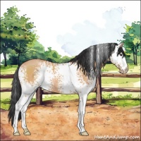 Horse Color:White Spotted Bay Dun 